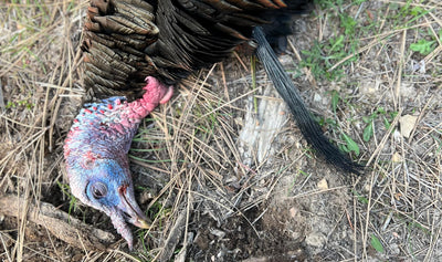 Turkey Hunt Spring 2022
