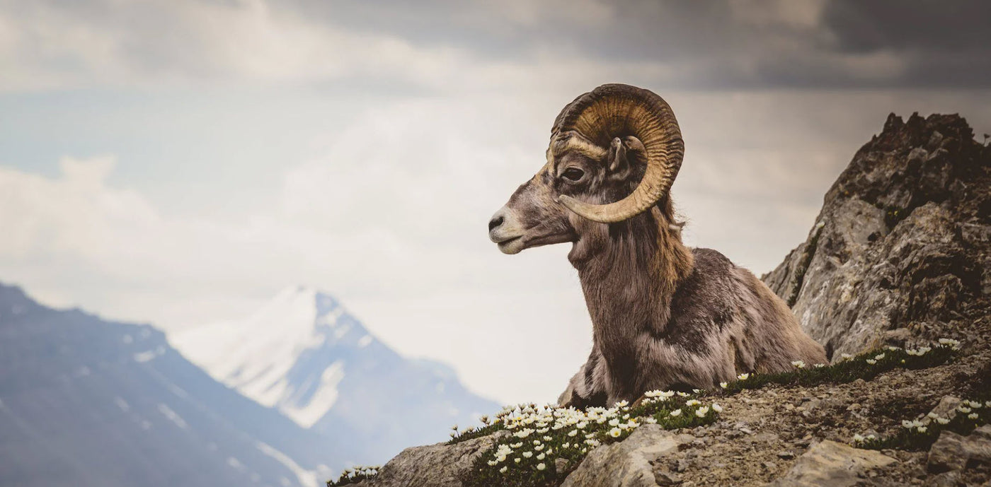GrizzlyFish Hat Collection Baby Big Horn Sheep Photo